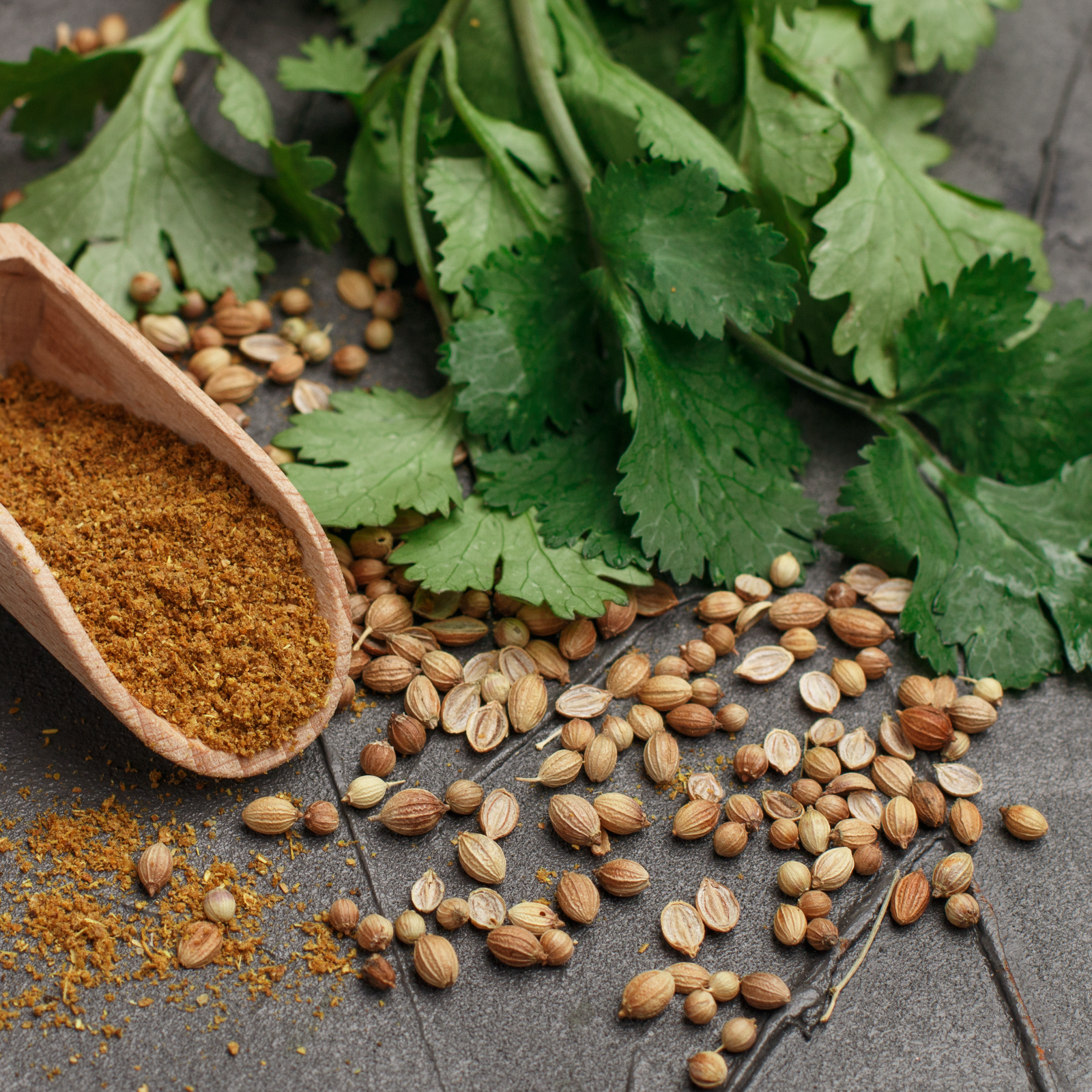 Koriandersaat ganz Bio (250g)