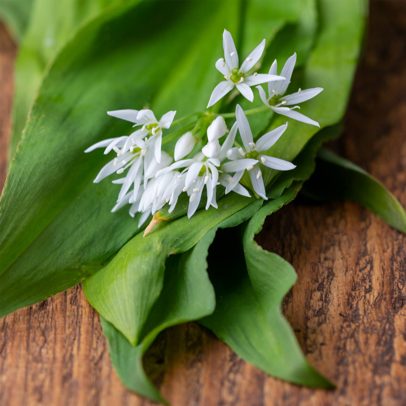 Bärlauchblätter geschnitten Bio (100g)