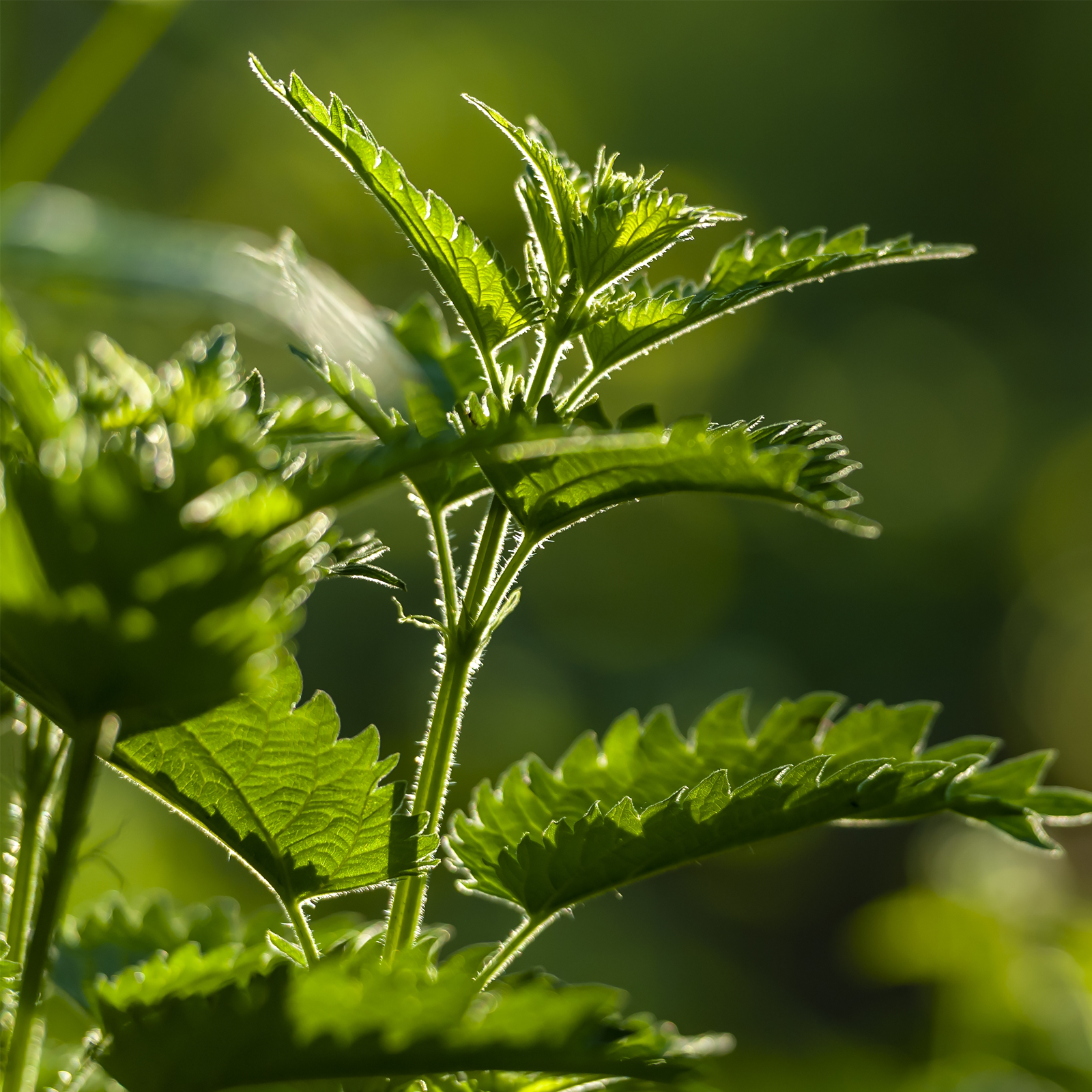 Brennnesselblätter geschnitten Bio (500g)