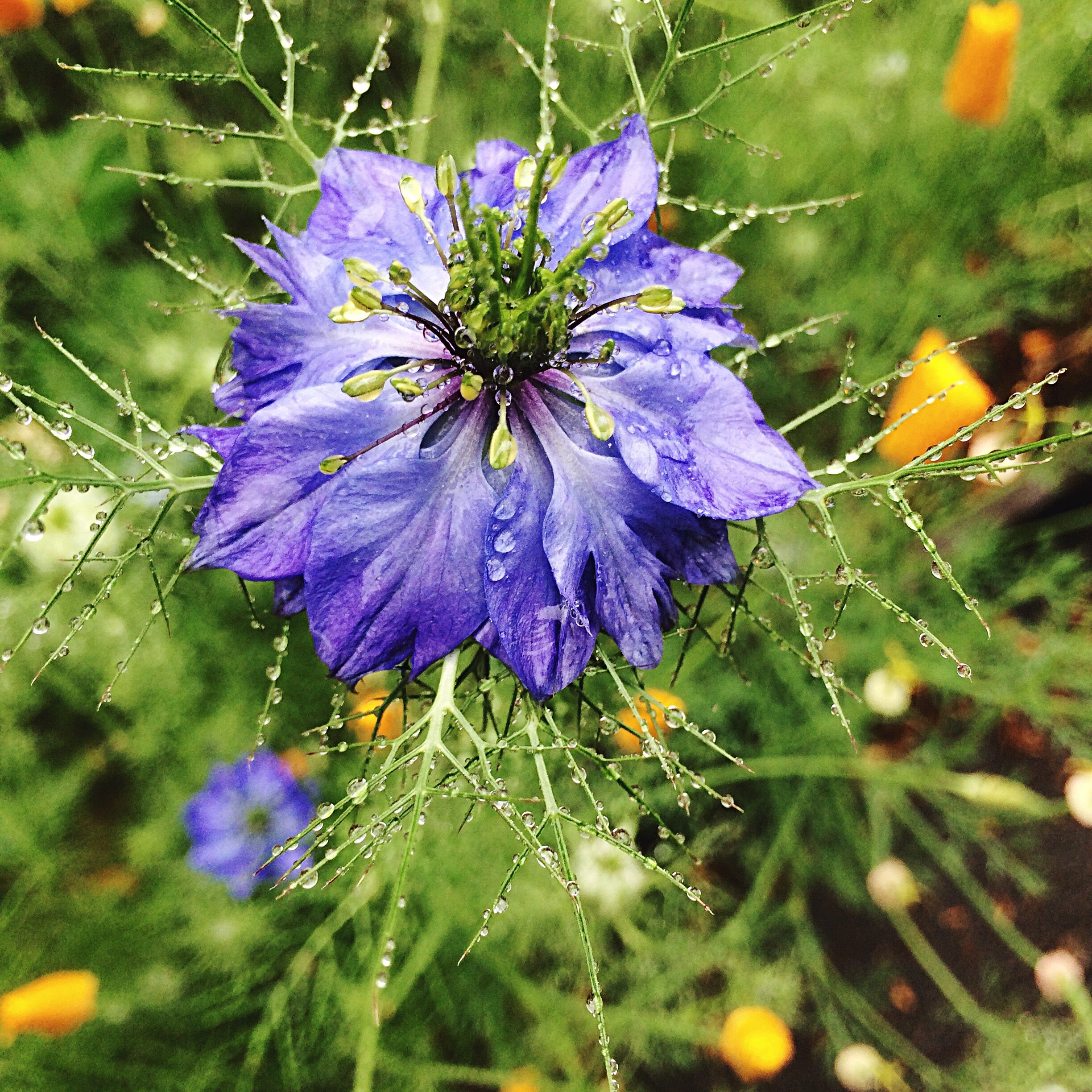 Schwarzkümmel ganz Bio (1000g)