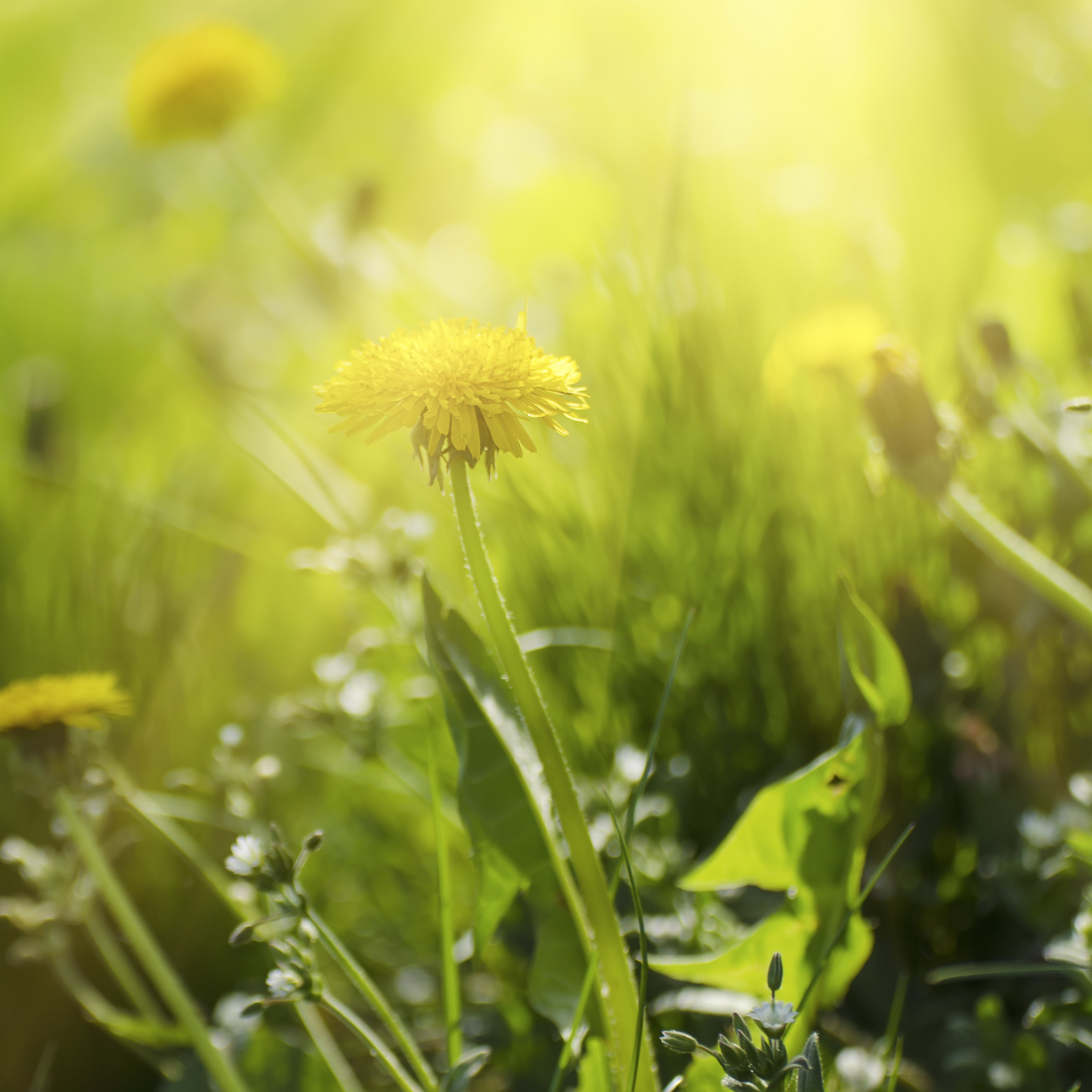 Löwenzahnblätter geschnitten (250g)
