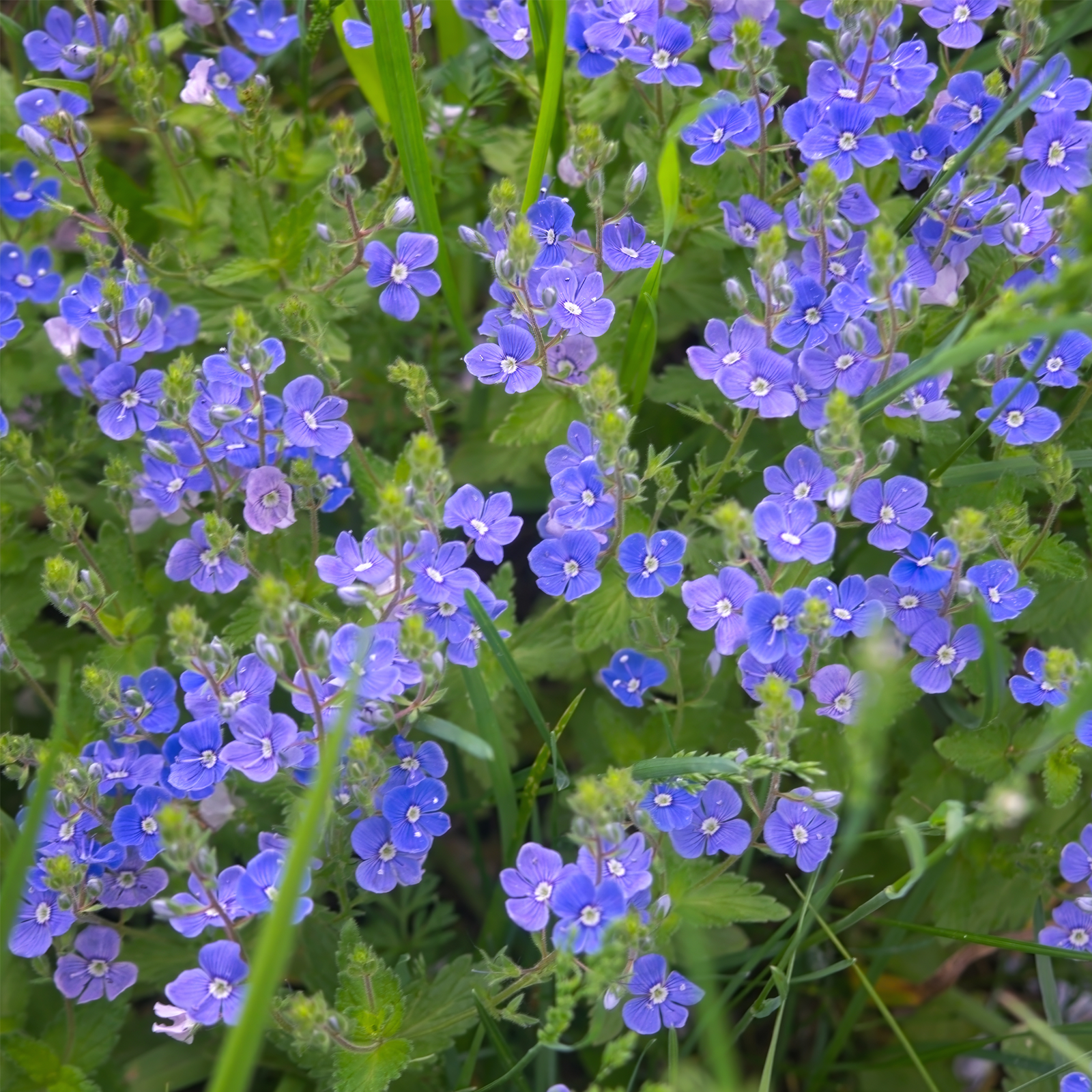 Ehrenpreiskraut geschnitten Bio (250g)