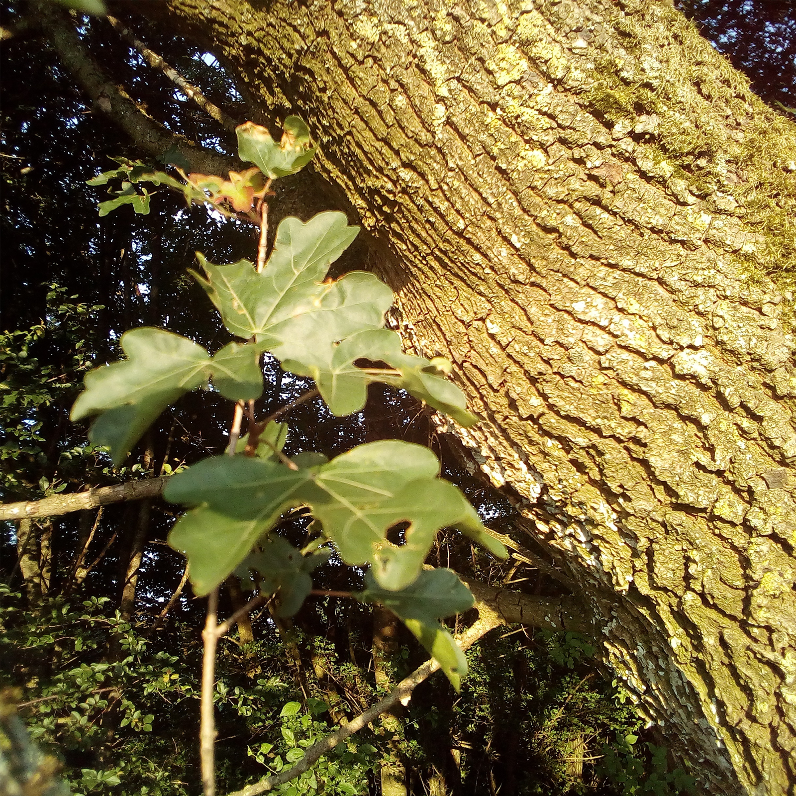 Eichenrinde geschnitten (500g)