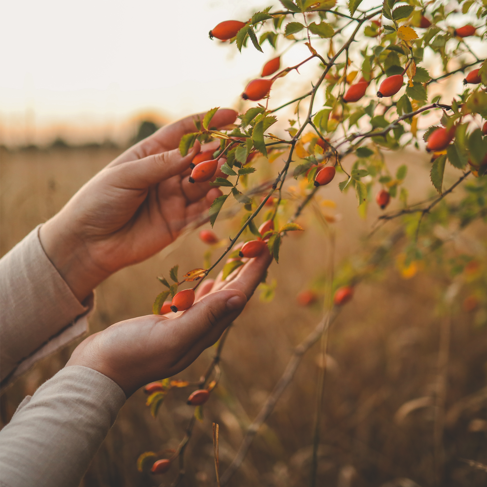 Hagebutten ganz (5000g)