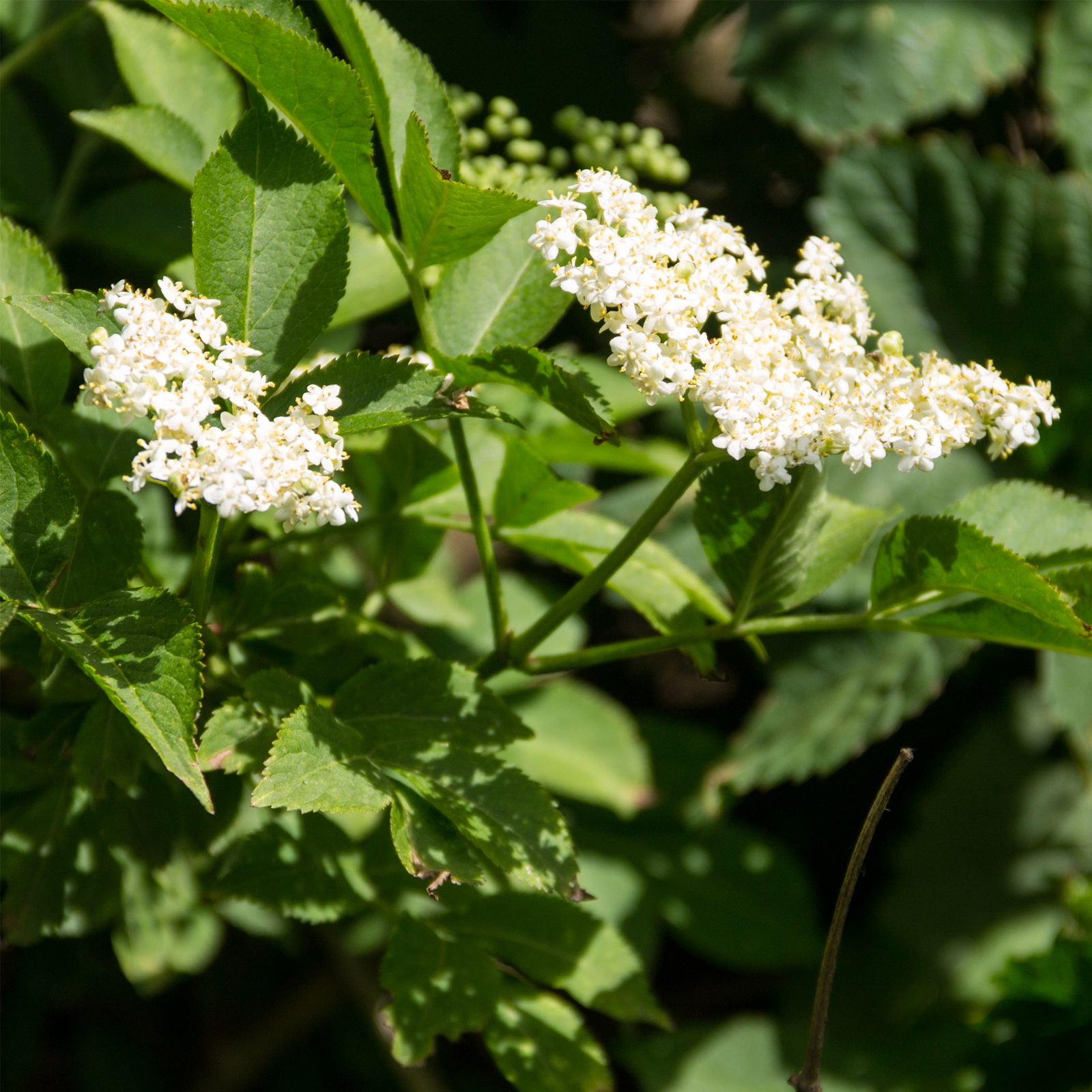 Holunderblüten geschnitten Bio (100g)