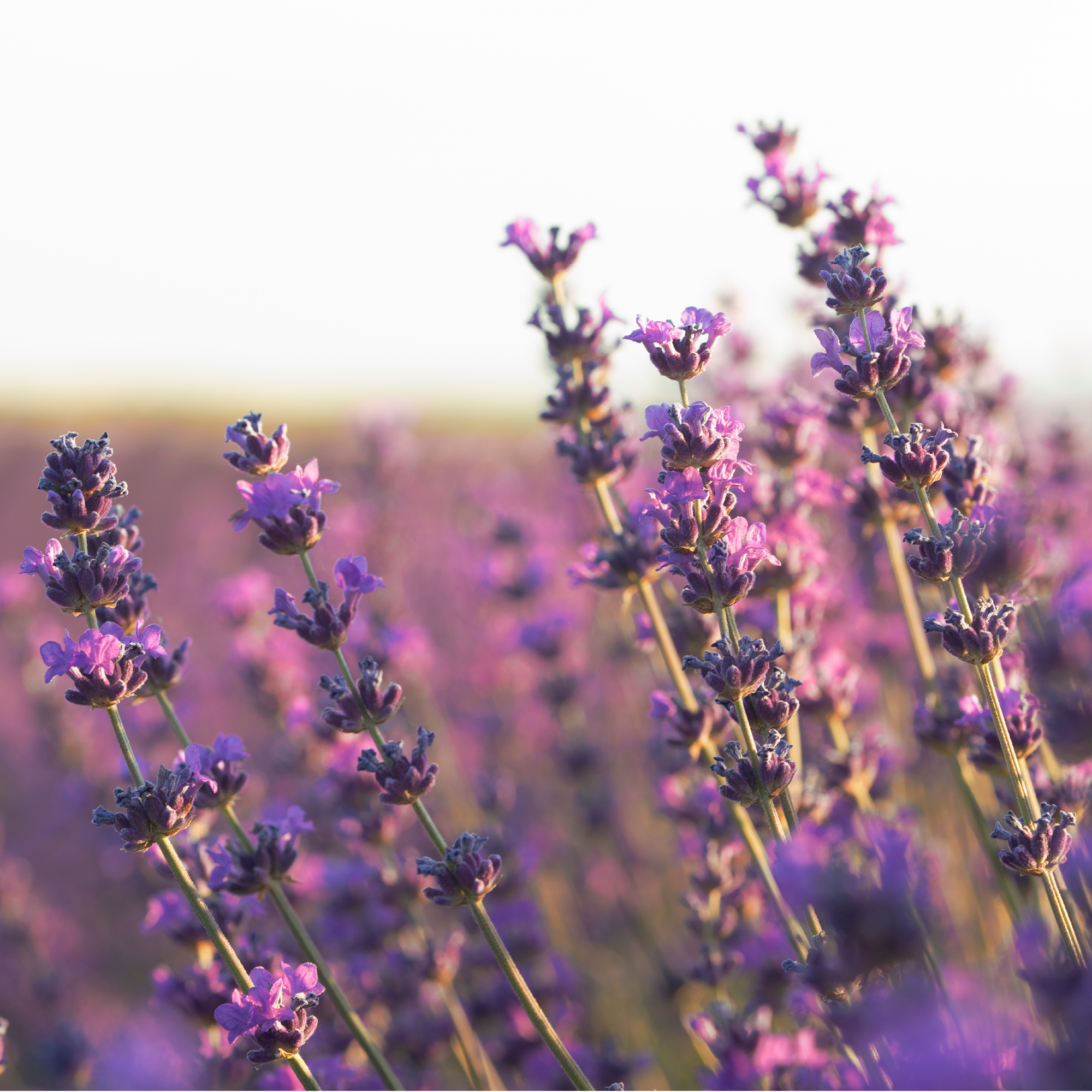 Lavendelblüten ganz Bio (500g)
