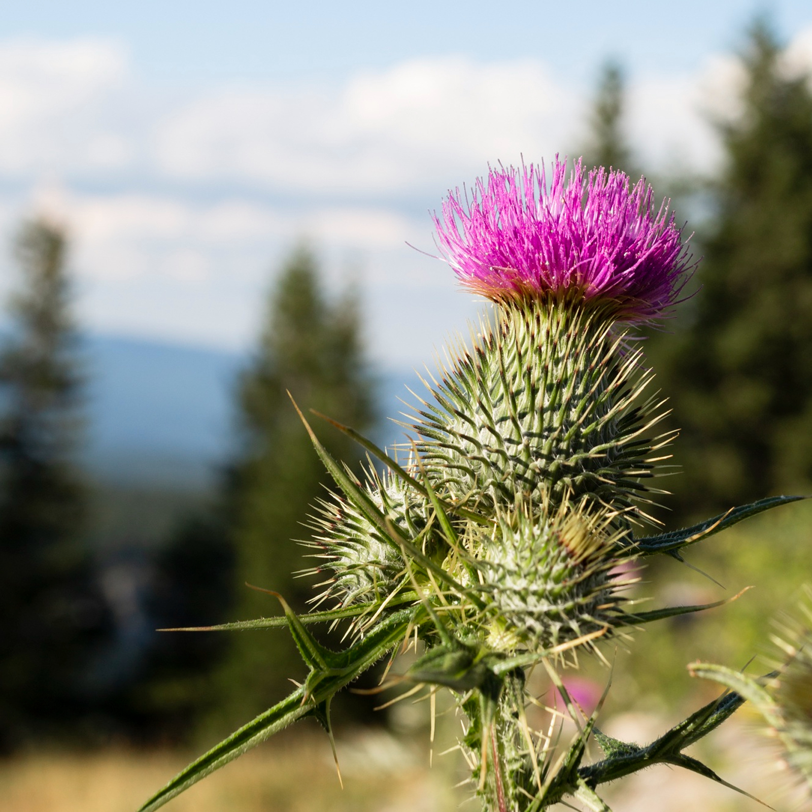 Mariendistelkraut geschnitten (500g)