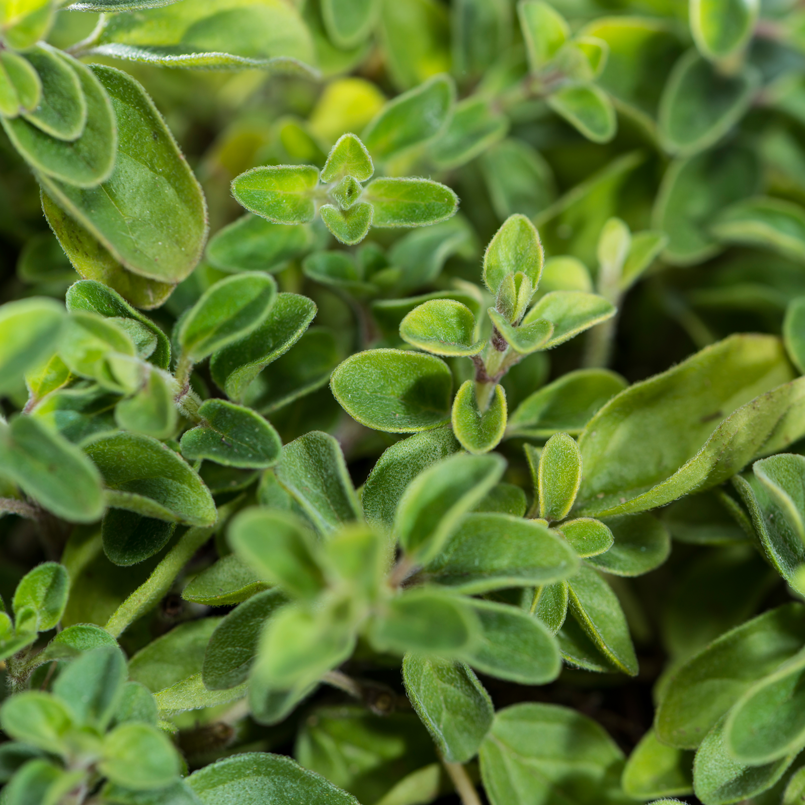 Oregano geschnitten (100g)