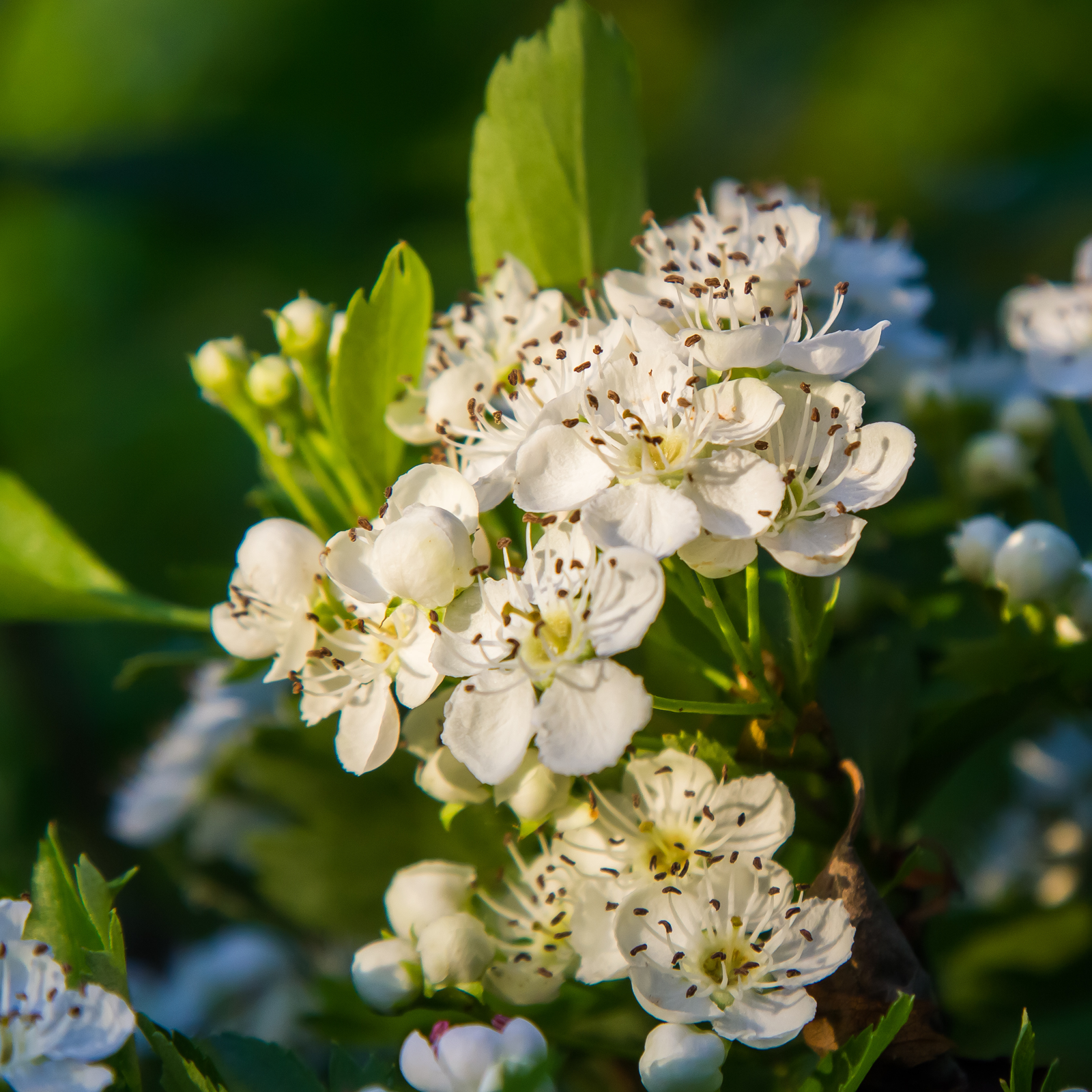 Weißdornblätter mit Blüten geschnitten Bio (100g)