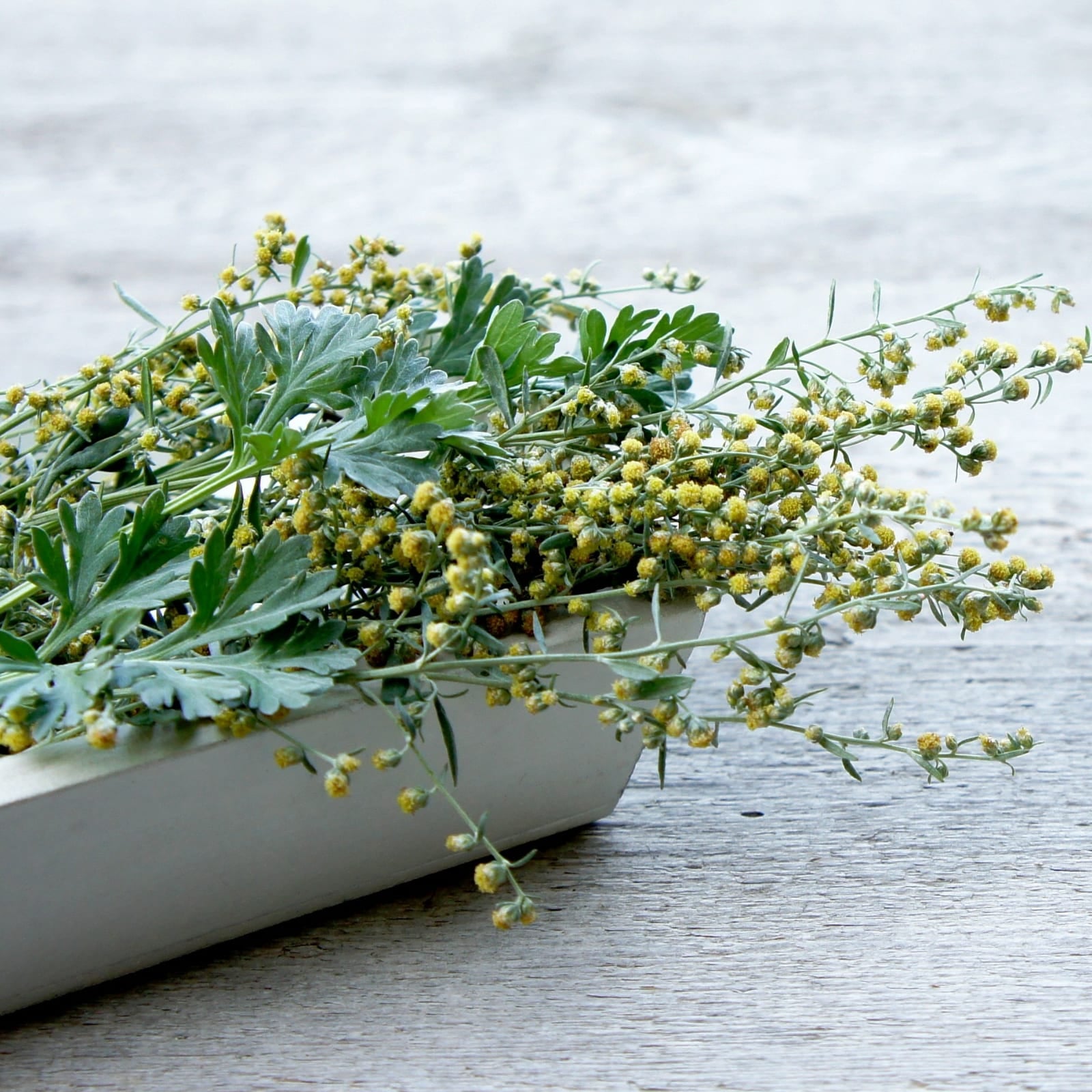 Wermutkraut geschnitten (100g)