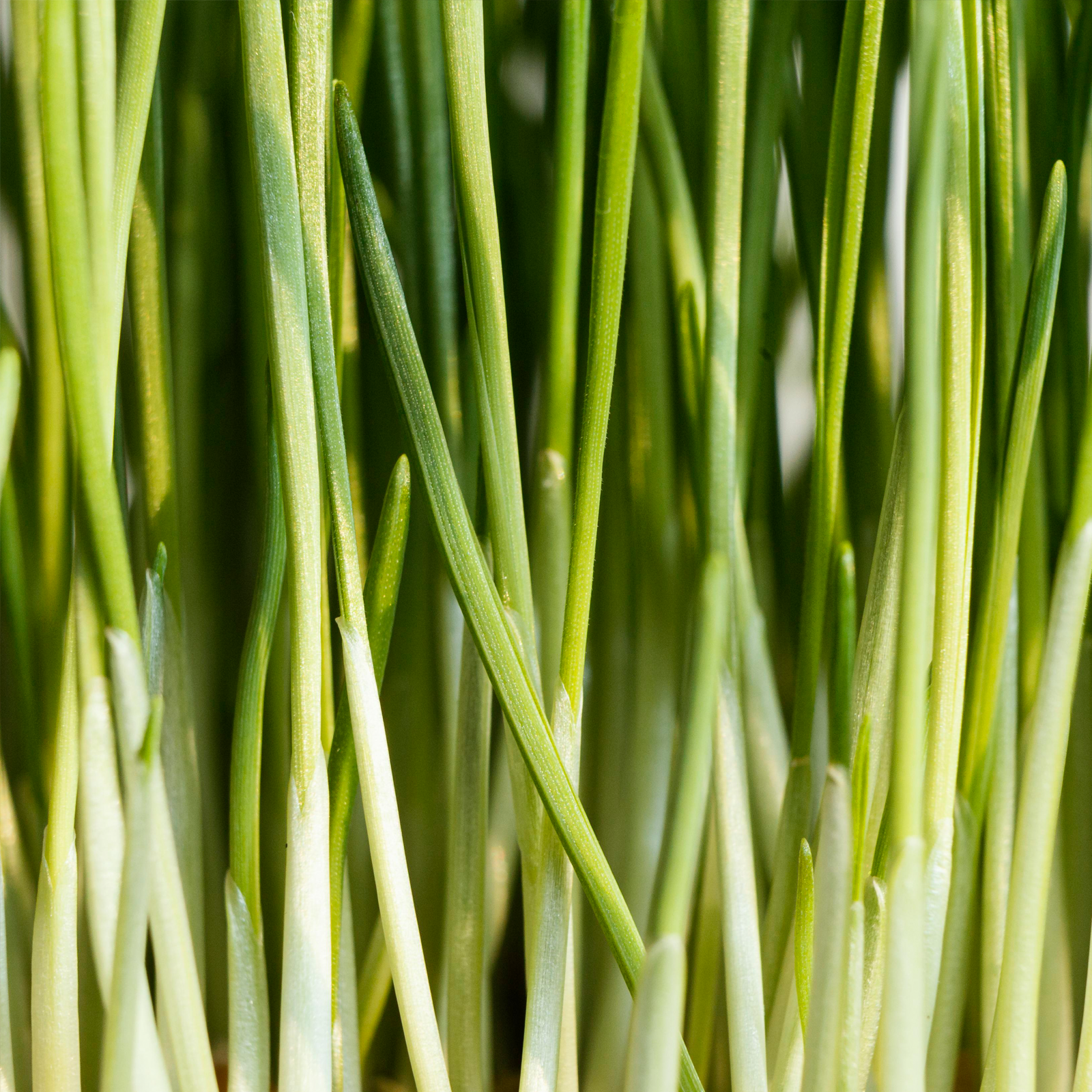 Zitronengras geschnitten Bio (250g)