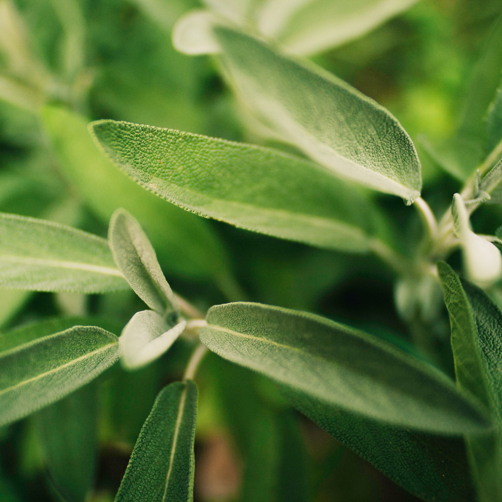 Salbei geschnitten (250g)