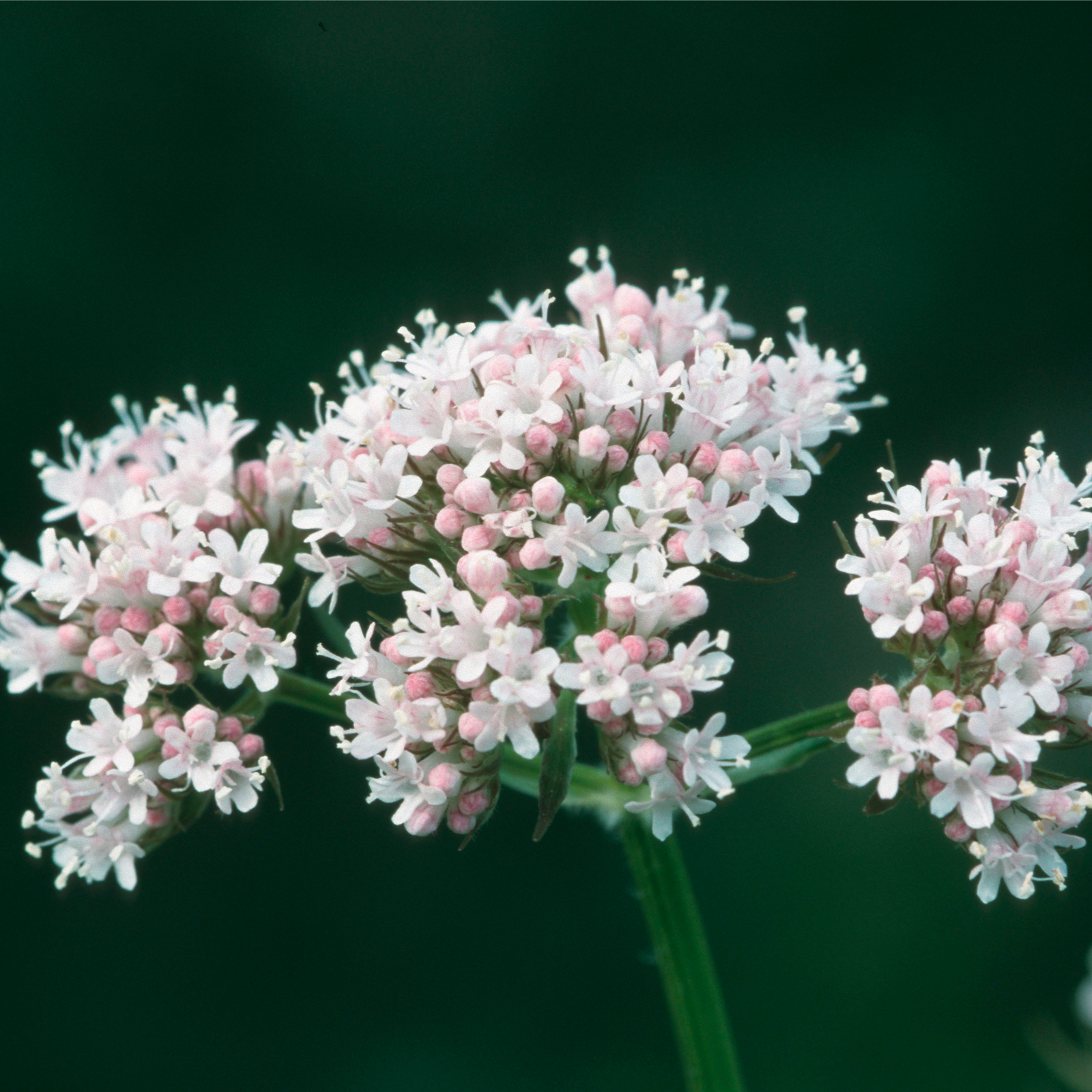 Baldrianwurzel geschnitten Bio (100g)