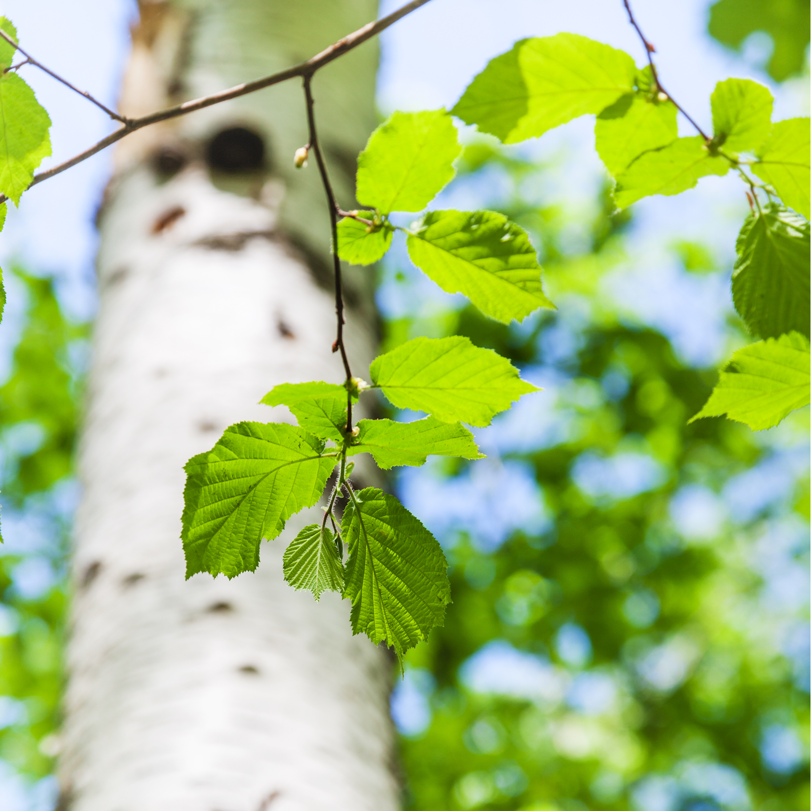 Birkenblätter geschnitten (100g)