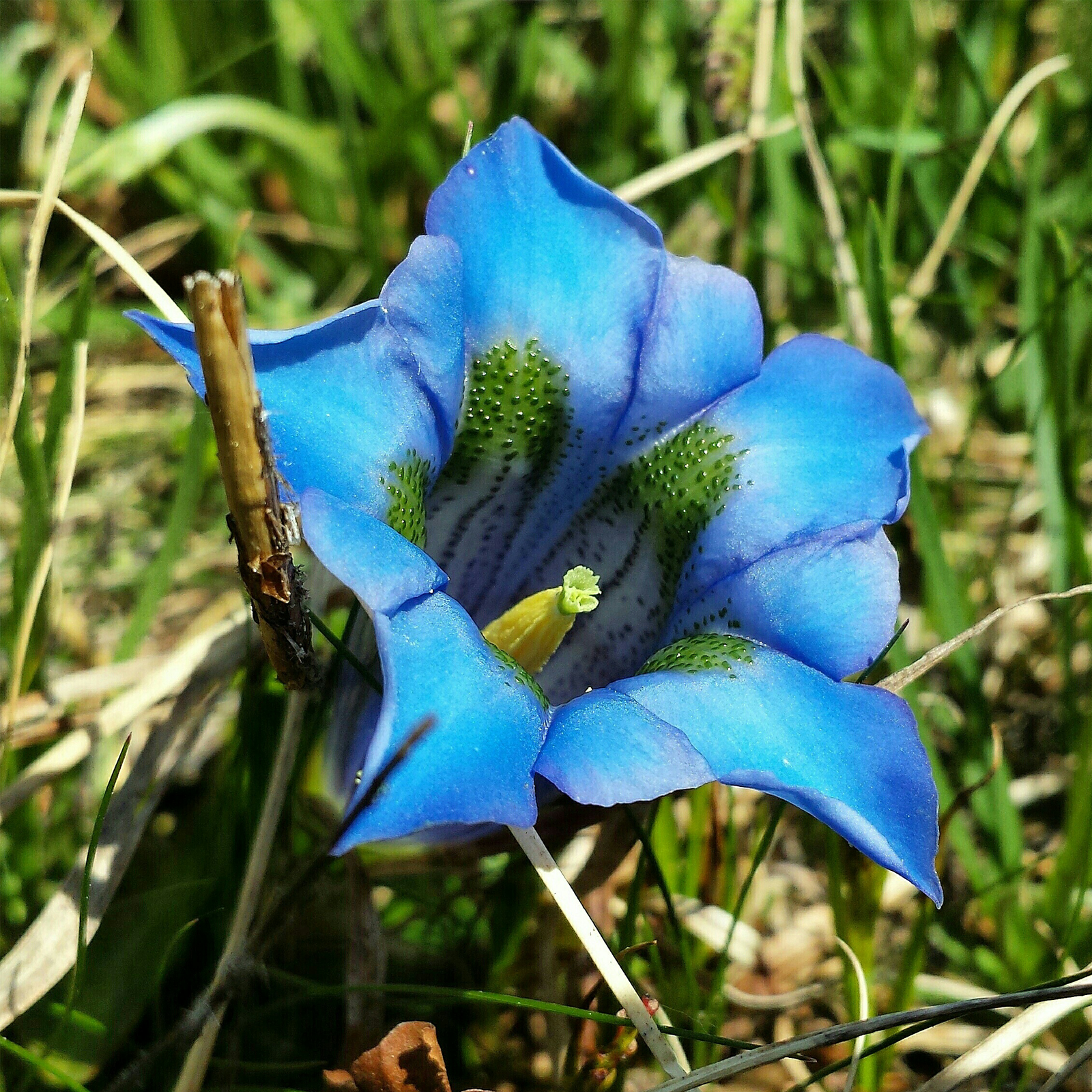 Enzianwurzel geschnitten (250g)