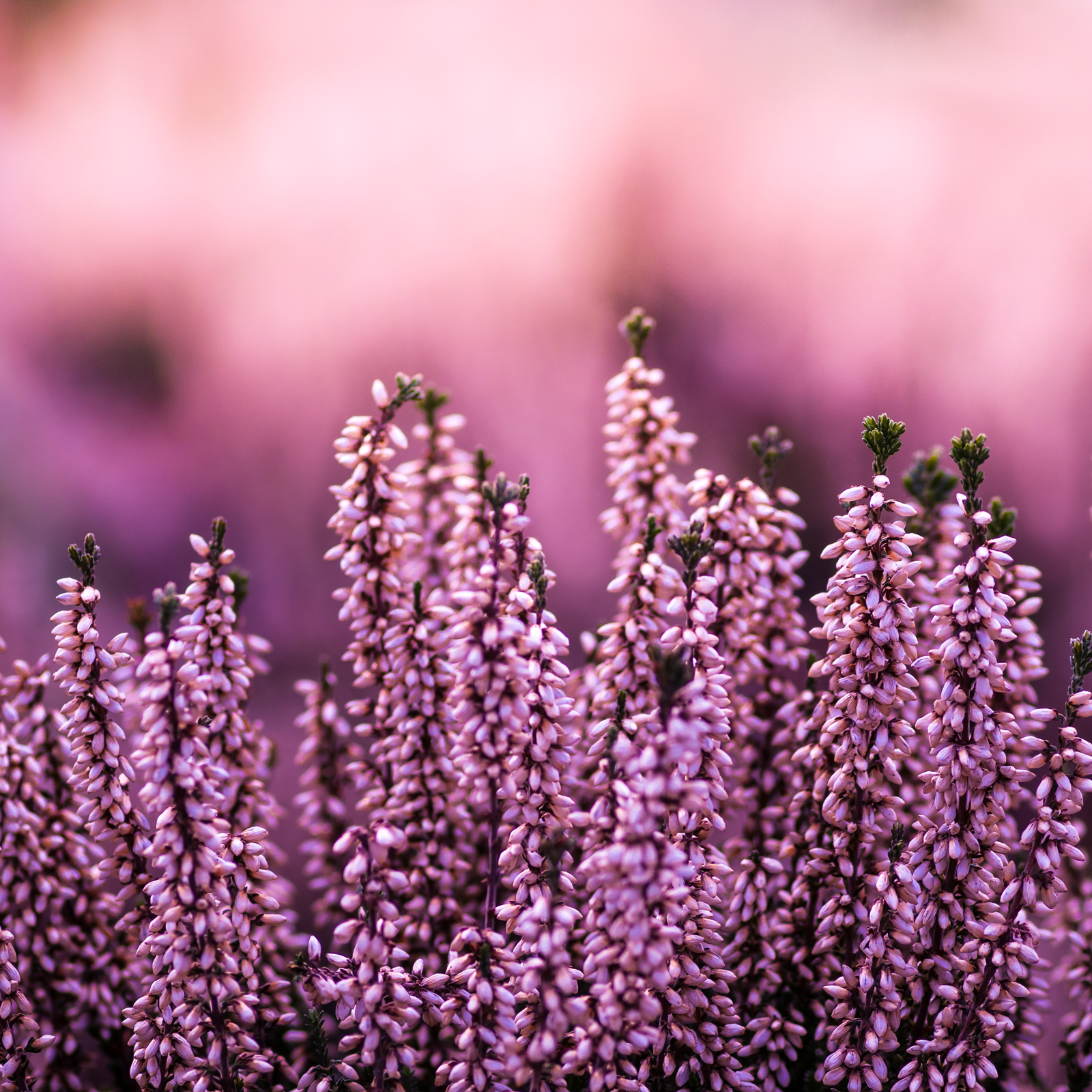 Erikablüten ganz Bio (500g)