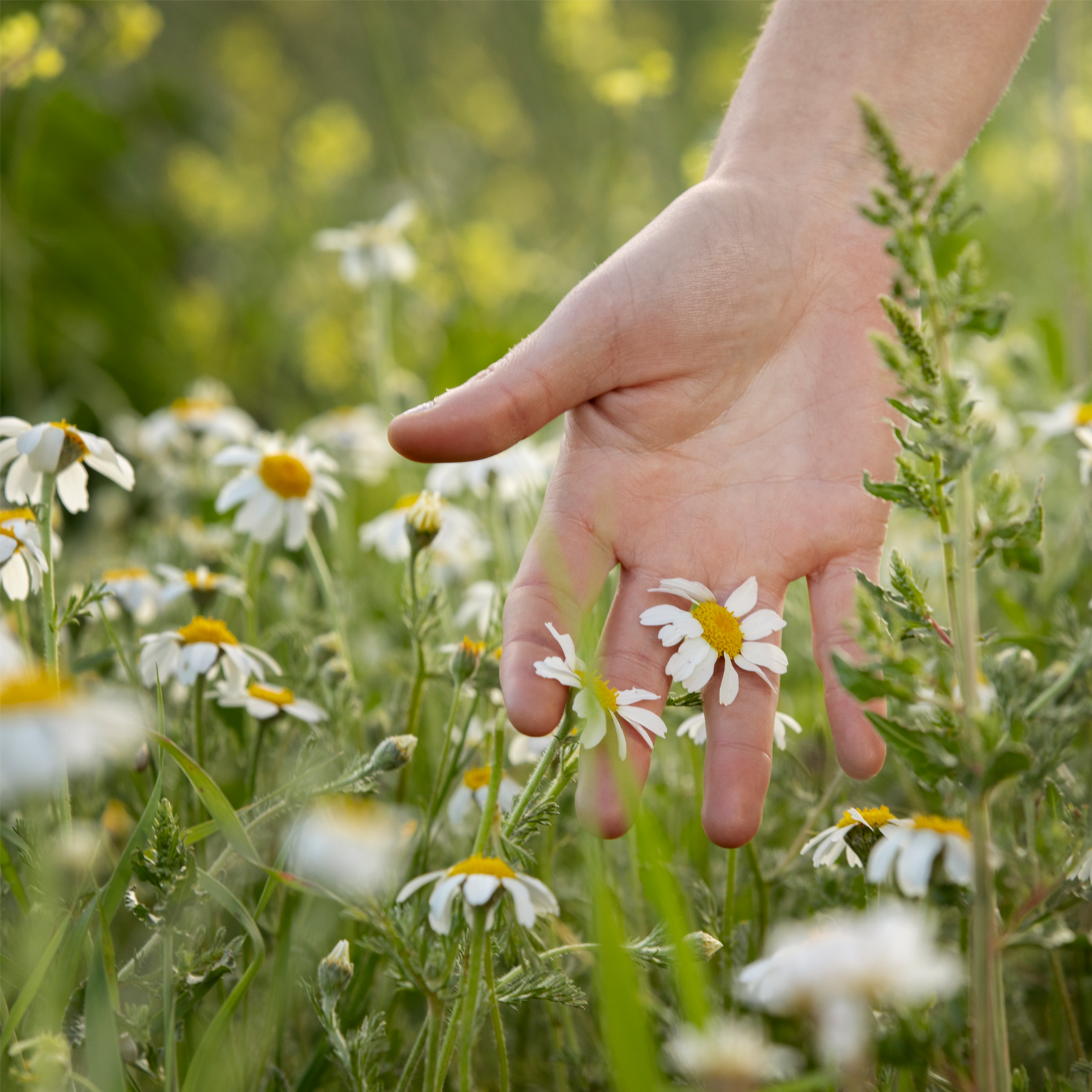 Kamillenblüten ganz (1000g)