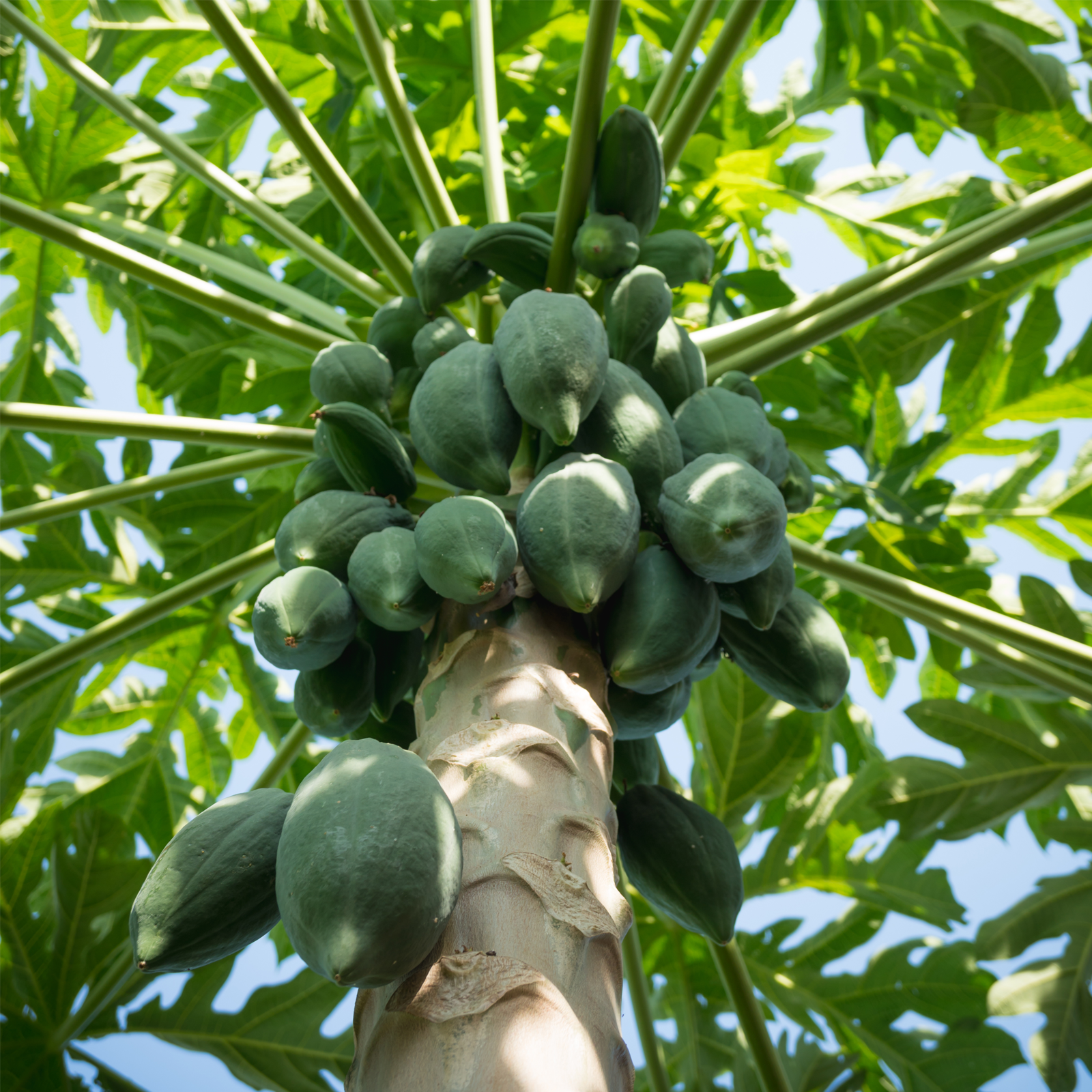 Papayastücke getrocknet & gezuckert (250g)
