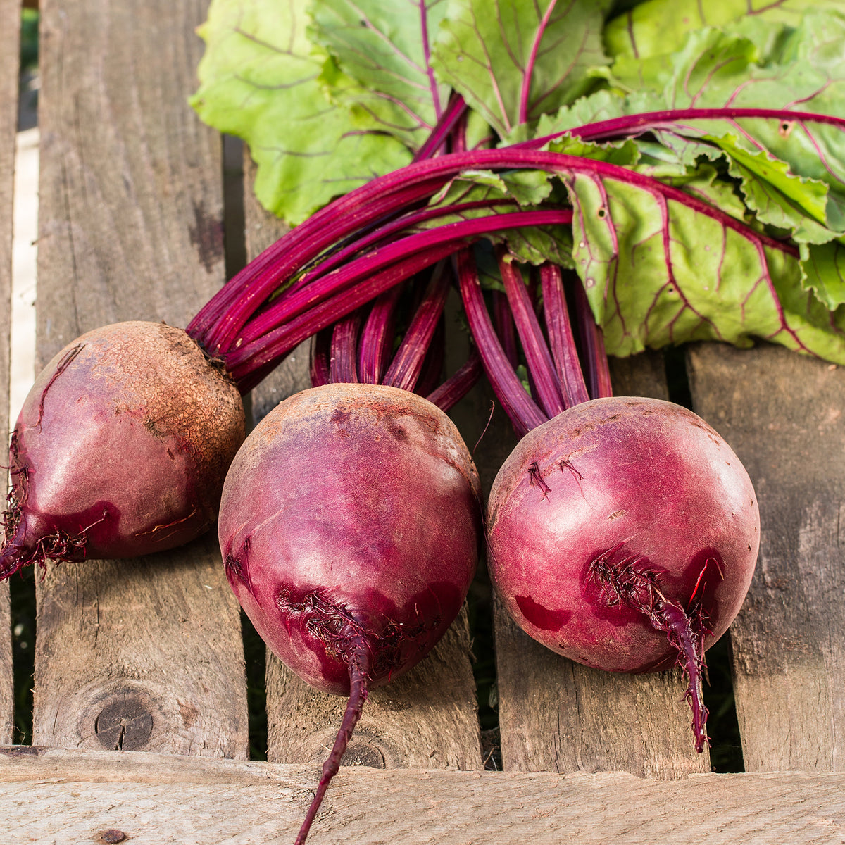 Rote Beete gemahlen (250g)