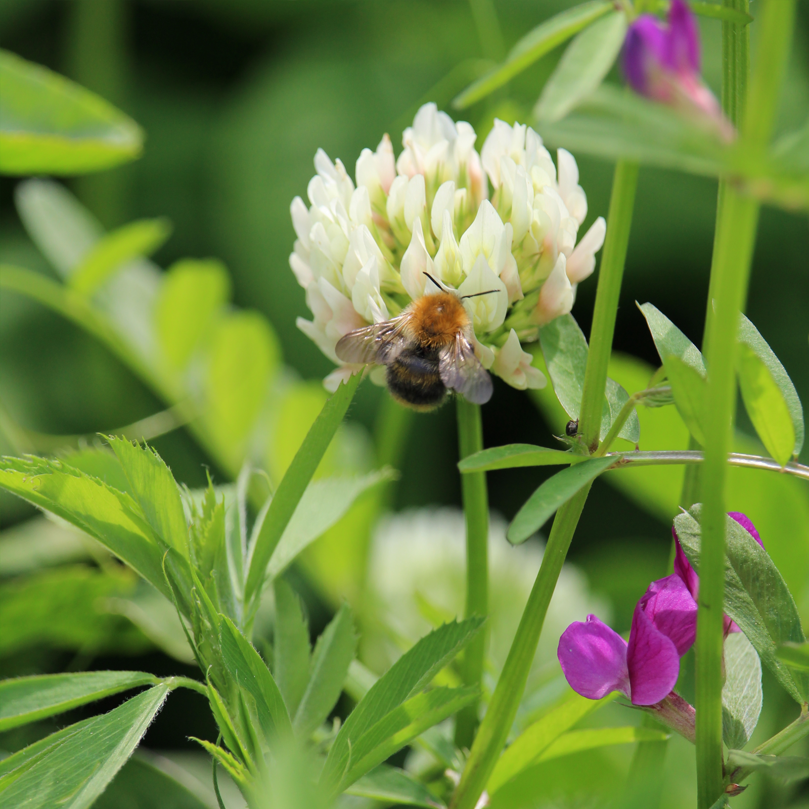 Schabzigerklee gemahlen (1000g)