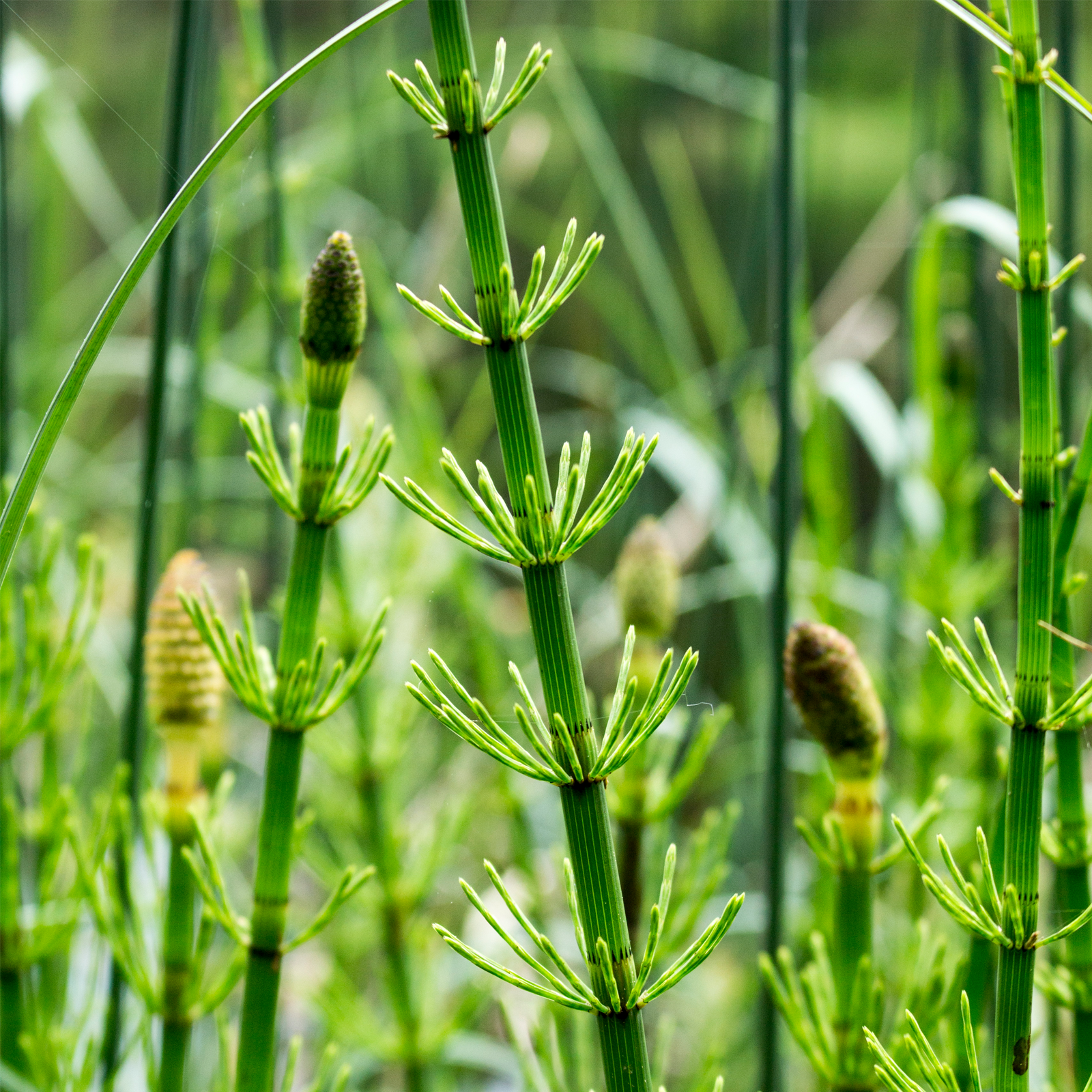 Schachtelhalmkraut geschnitten (1000g)