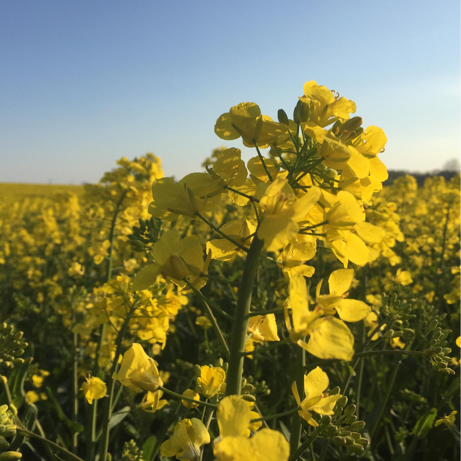 Senfsaat gelb ganz Bio (250g)